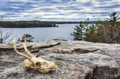View of animal skull in lake against cloudy sky