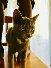 Close-up portrait of a cat