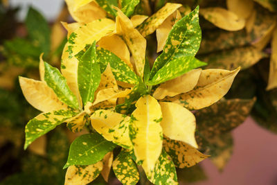 Close-up of yellow flowering plant leaves