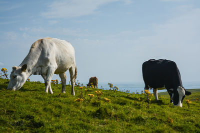 Cows grazing in a field