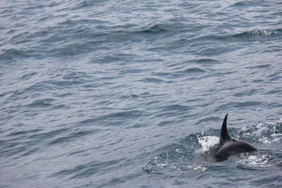 View of whale swimming in sea