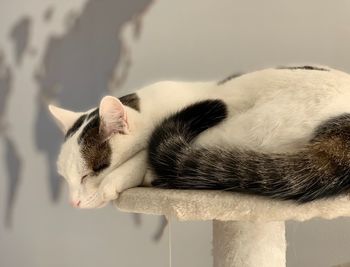 Close-up of a cat sleeping