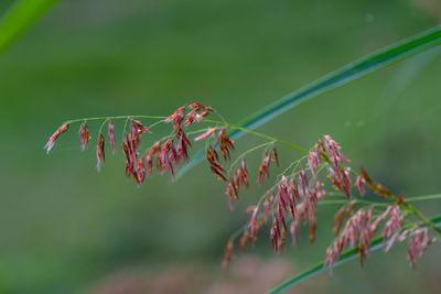 Close-up of leaves on plant