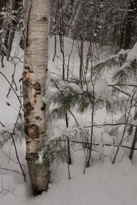 Close-up of frozen bare tree during winter