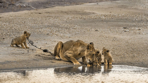 Lioness with cubs at national park