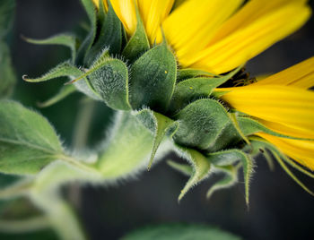 Close-up of yellow flower
