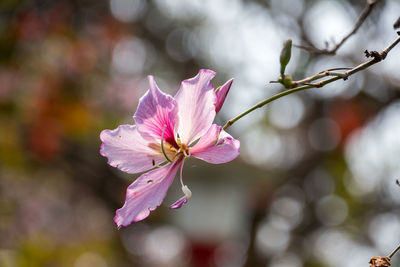 Close-up of pink bauhinia flower