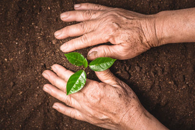 Cropped hands planting sapling on soil