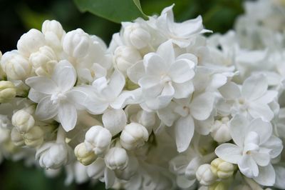 Close-up of white flowers