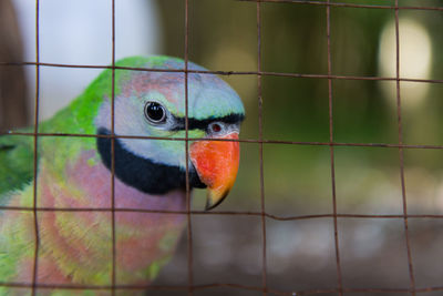 Close-up of parrot in cage