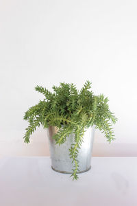 Close-up of plant on table against white wall