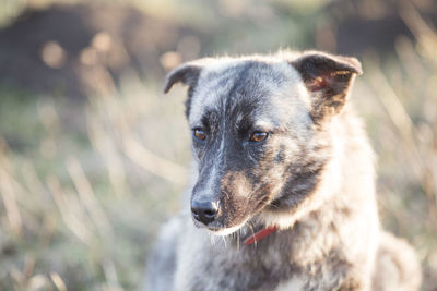 Close-up of dog looking away