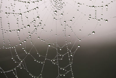 Close-up of water drops on spider web