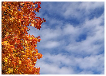 Low angle view of tree against sky