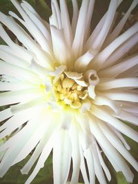 Close-up of white flowers