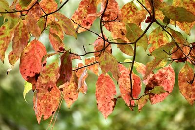 Close-up of autumnal leaves on tree