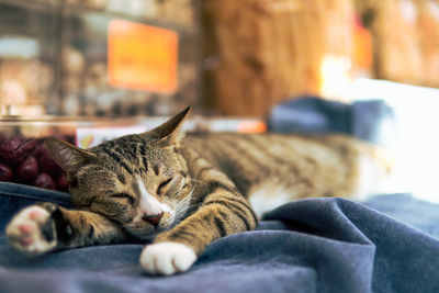 Cat sleeping on bed