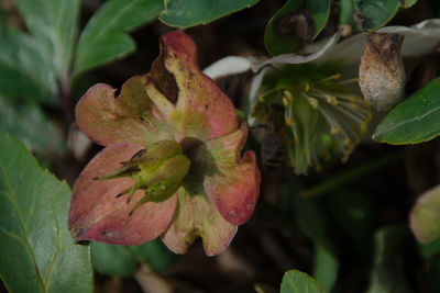 Close-up of fresh fruits on leaves