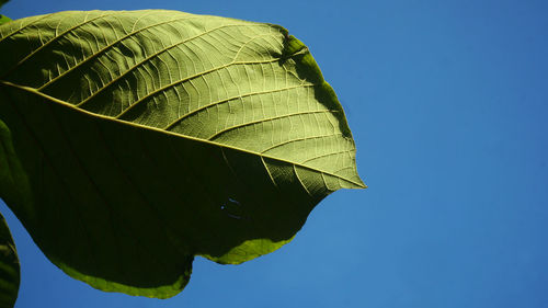 Low angle view of plant against clear blue sky