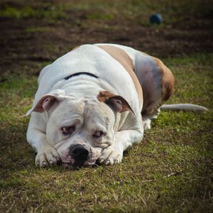 Dog looking away while lying on land