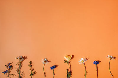 Close-up of flowers against yellow background