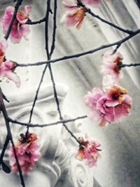 Close-up of pink flowers blooming on tree