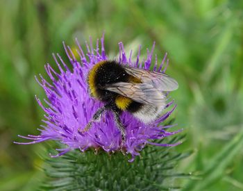 Close-up of bee pollinating on purple flower