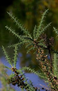 Close-up of plant