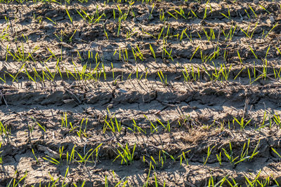 Full frame shot of plants growing on field