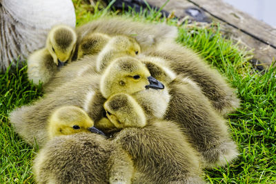 Close-up of ducklings on grass