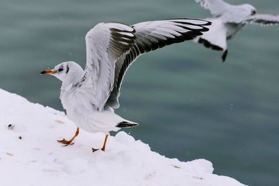 Close-up of bird flying