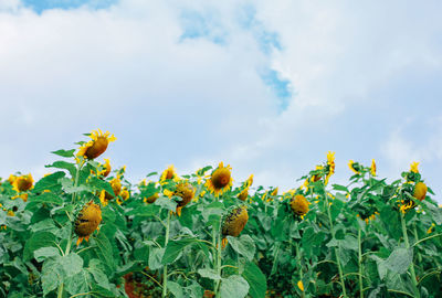 Close-up of yellow flowering plant against sky