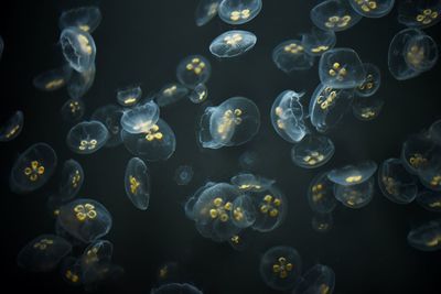 Close-up of jellyfish