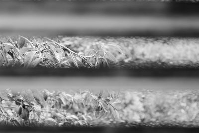 Close-up of frozen plants against lake