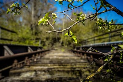 Low angle view of trees by railroad tracks