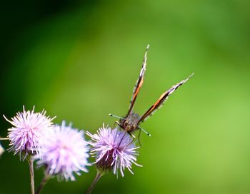 Close-up of butterfly on flower