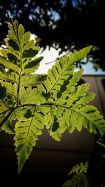 Close-up of fresh green plant