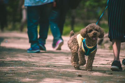 Low section of people with dog walking outdoors