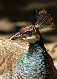 Close-up of a peacock