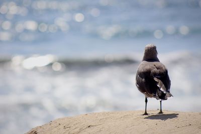 Bird perching on beach