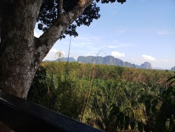 Plants growing on land against sky