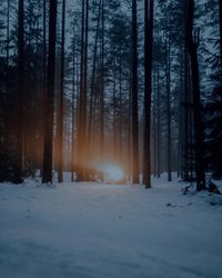 Scenic view of snow covered forest