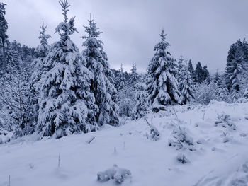 Pine trees on snow covered field against sky