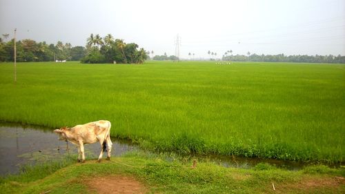 Horse grazing on field against sky