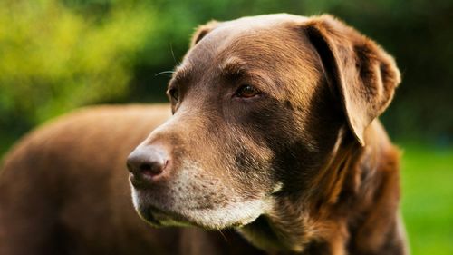 Chocolate labrador dog portrait