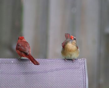 Close-up of two birds perching