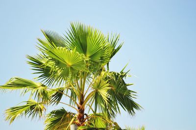 Low angle view of palm tree against clear blue sky