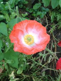 Close-up of poppy blooming outdoors