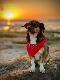 Dog looking at sea shore