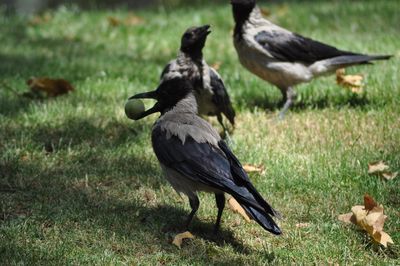 Birds on a field